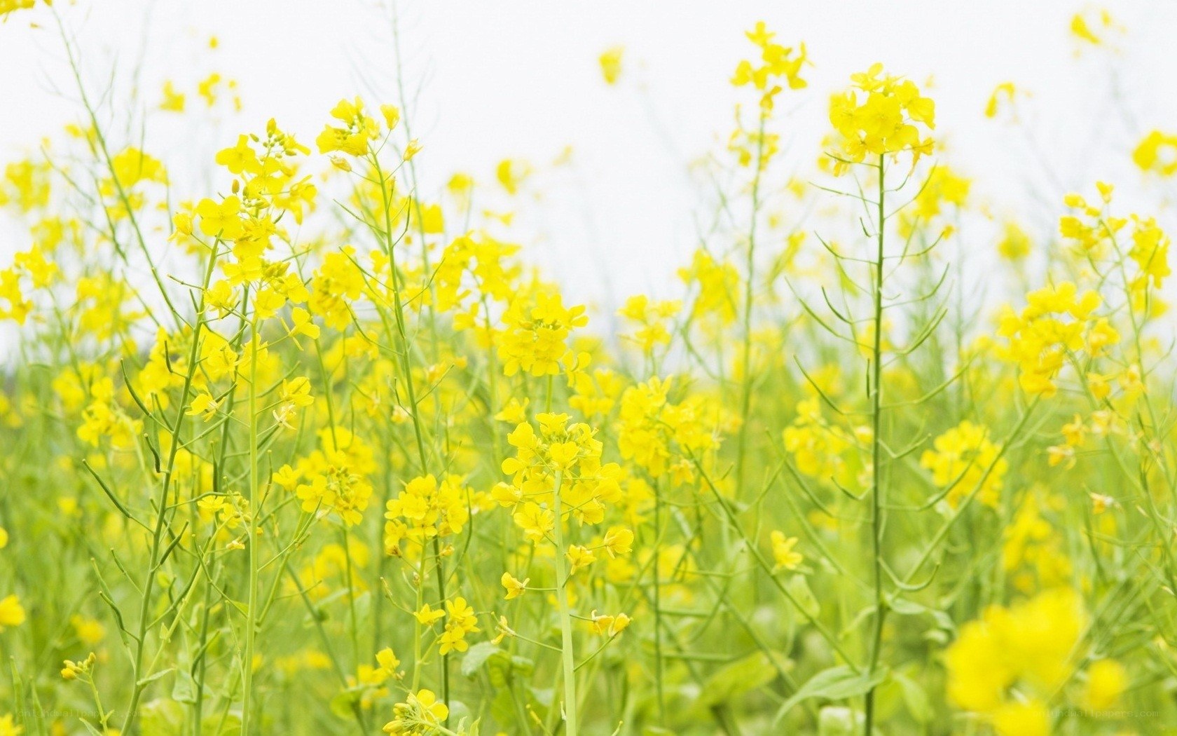 yellow flowers in a field