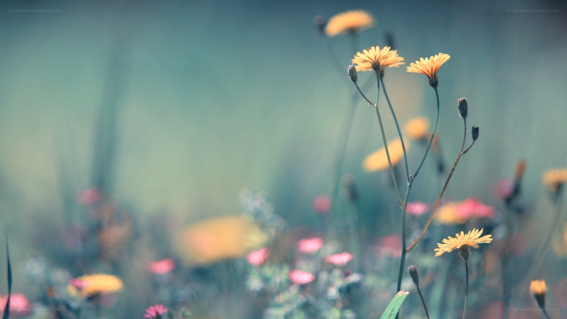 Yellow flowers in a field