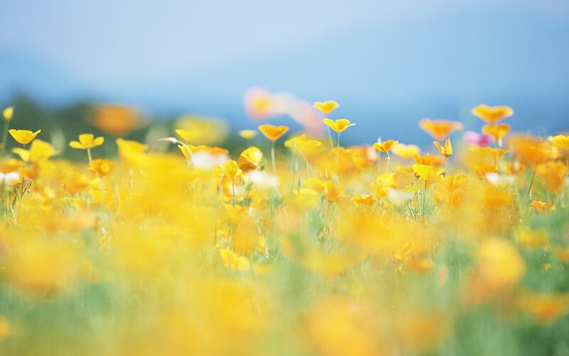 Yellow flowers in a field