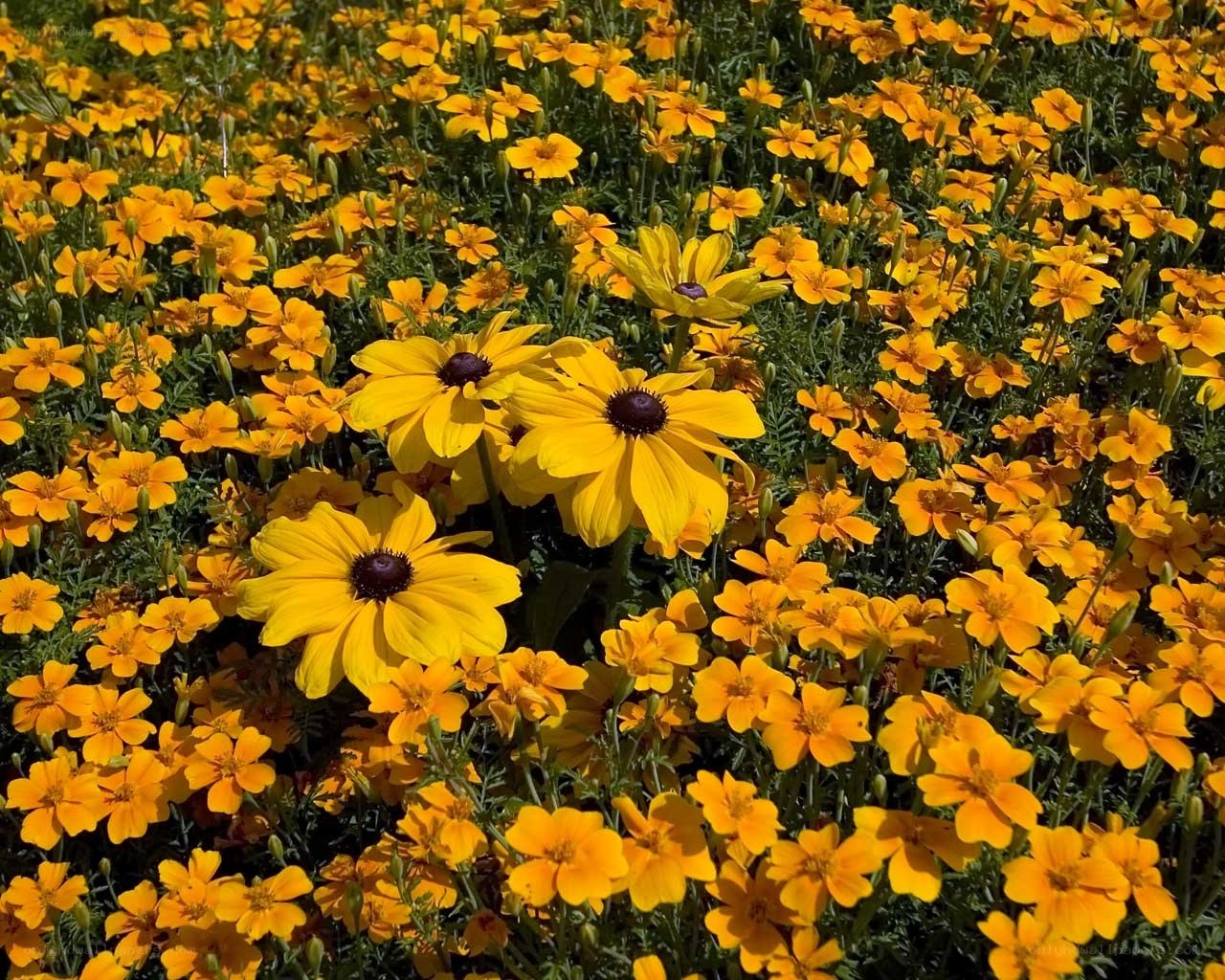 Yellow flowers in a field