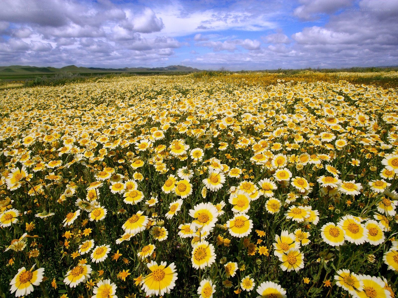 Yellow flowers in a field