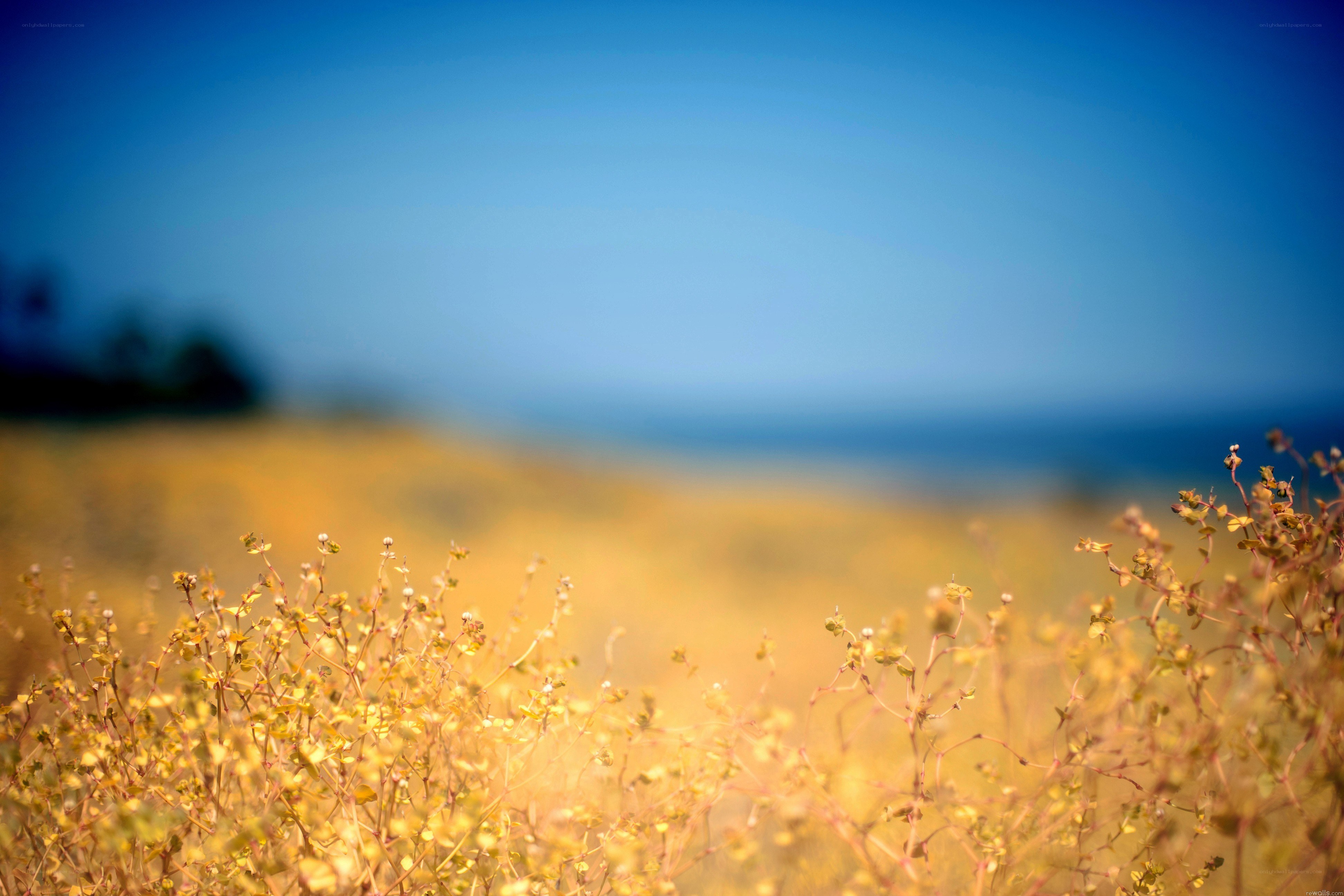 Yellow flowers in a field
