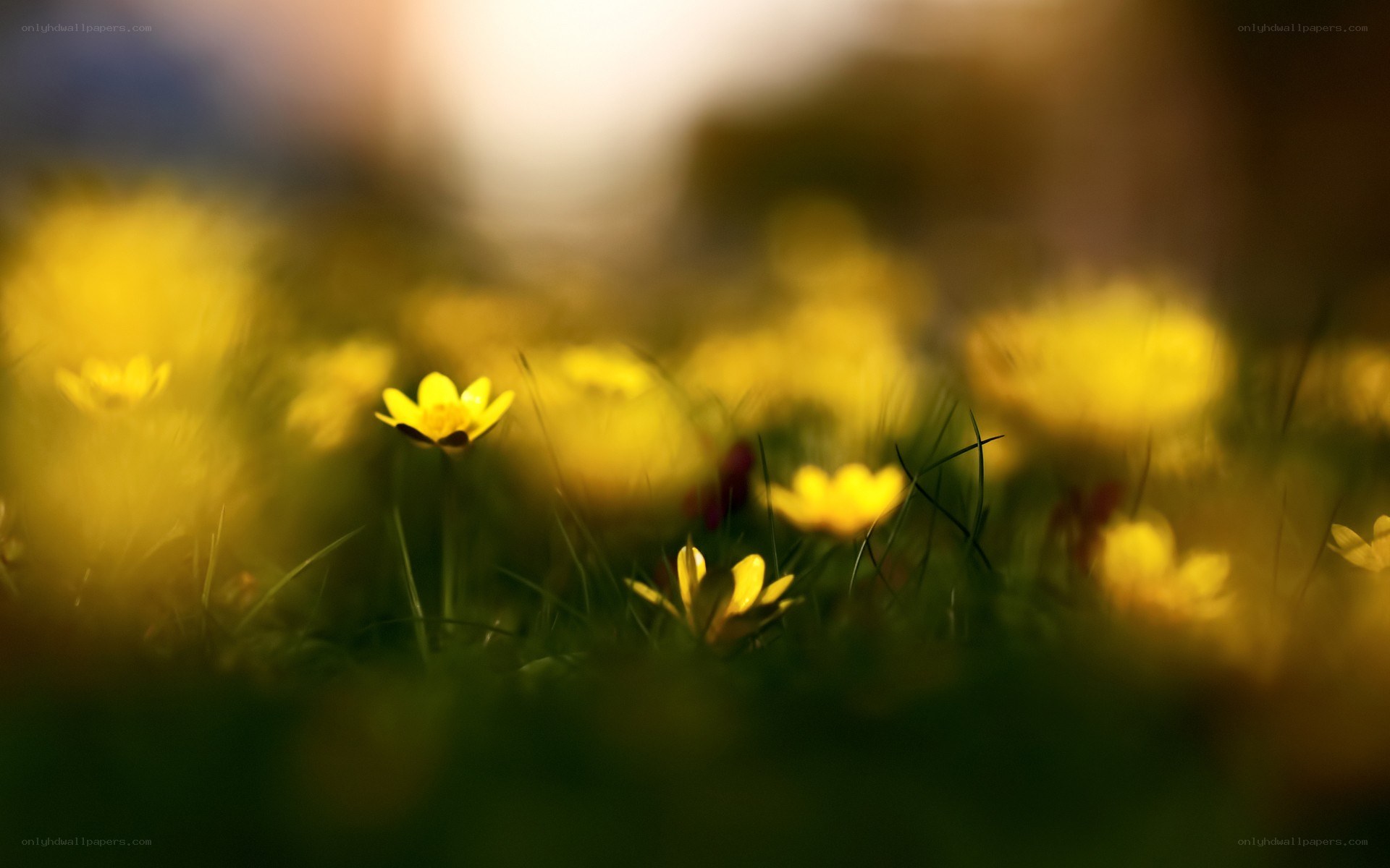 Yellow flowers in a field