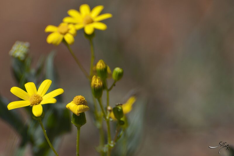 Yellow flowers in a field