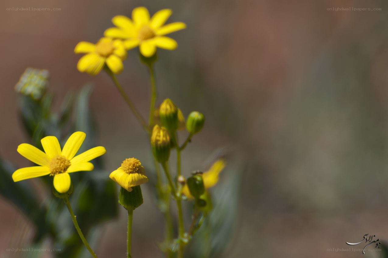 Yellow flowers in a field