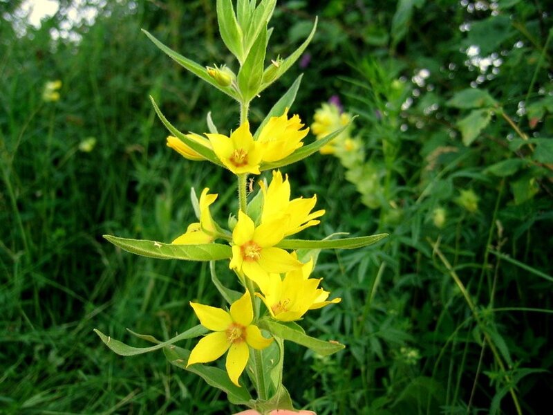 yellow flowers in a field