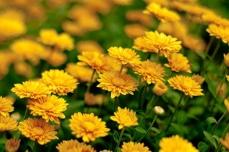 Yellow flowers in a field