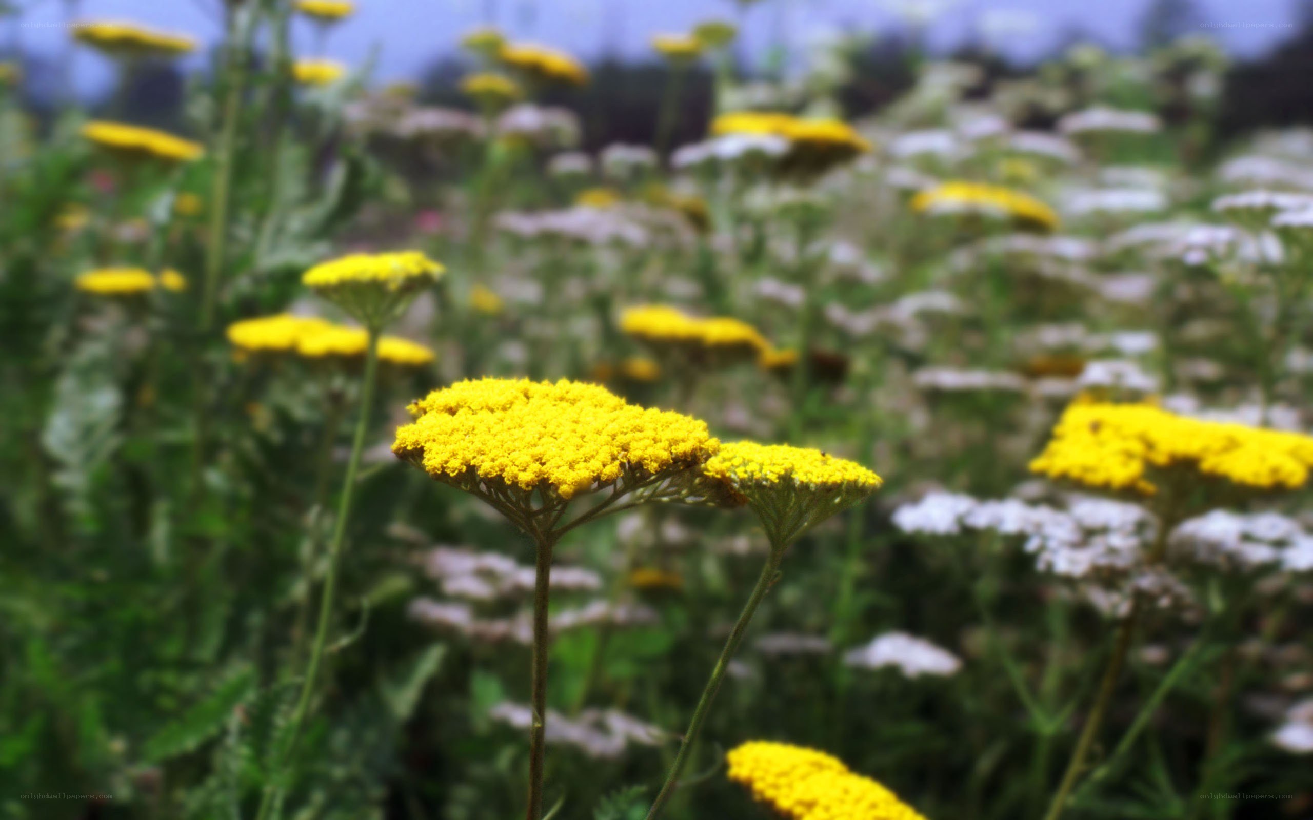 Yellow flowers in a field