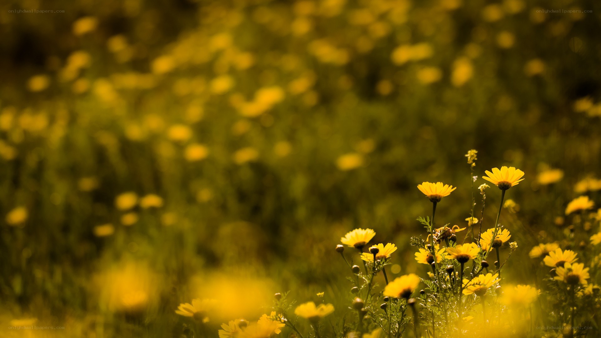 Yellow flowers in a field