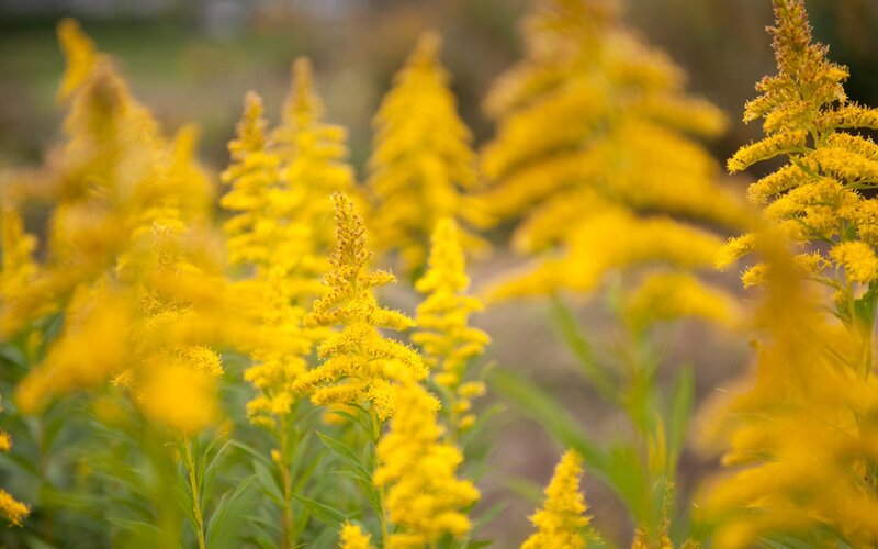 Yellow flowers in a field