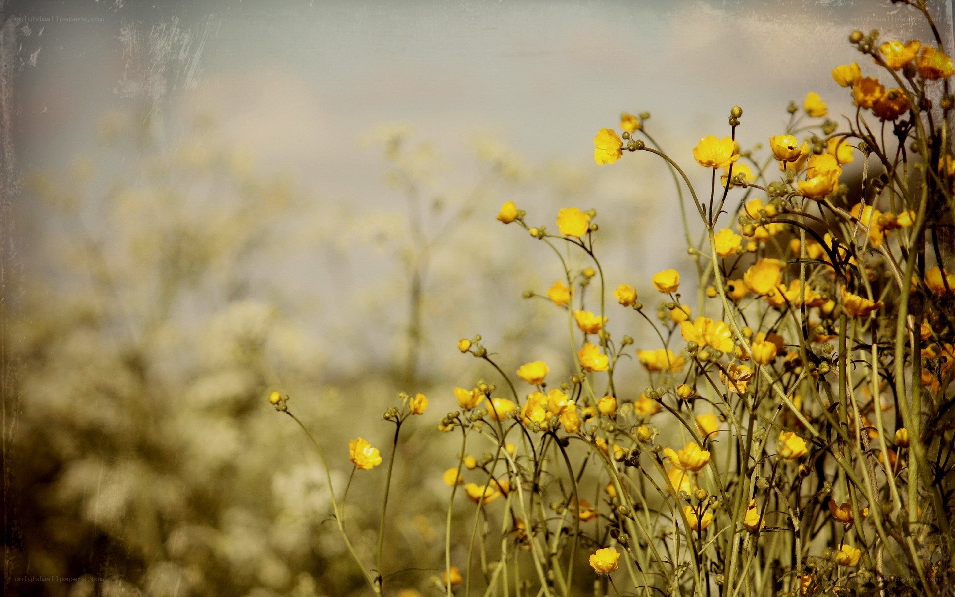 Yellow flowers in a field
