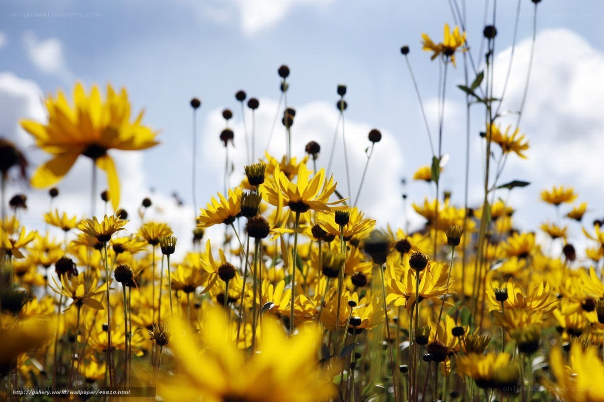 Yellow flowers in a field