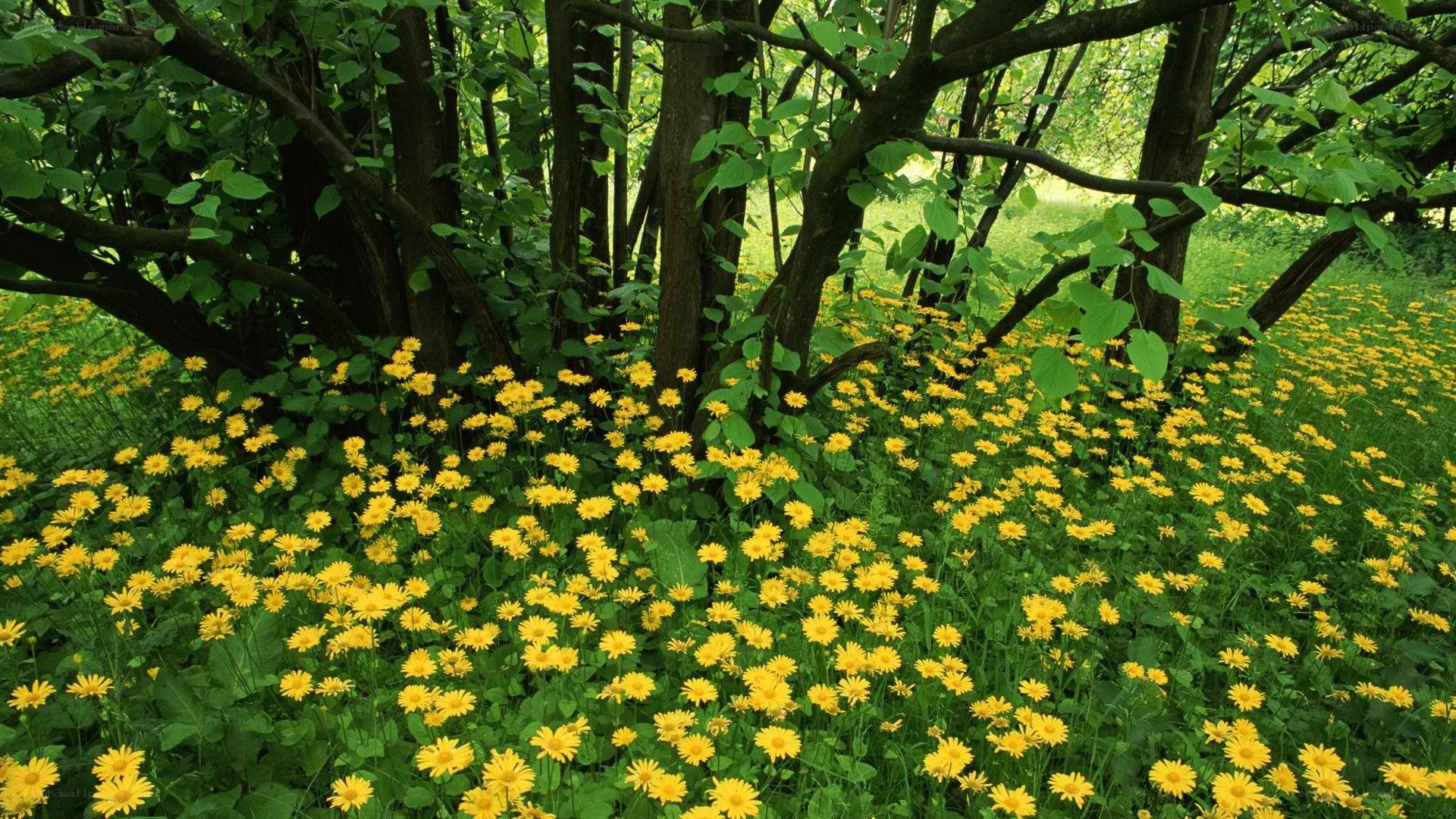 Yellow flowers in a forest