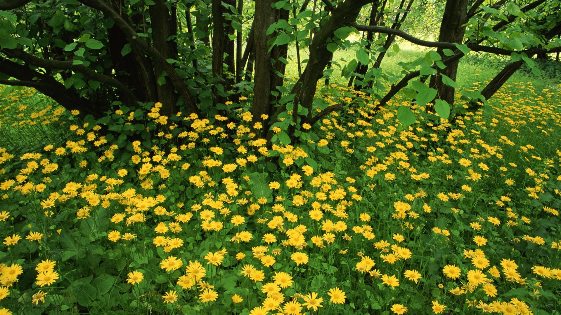 Yellow flowers in a forest
