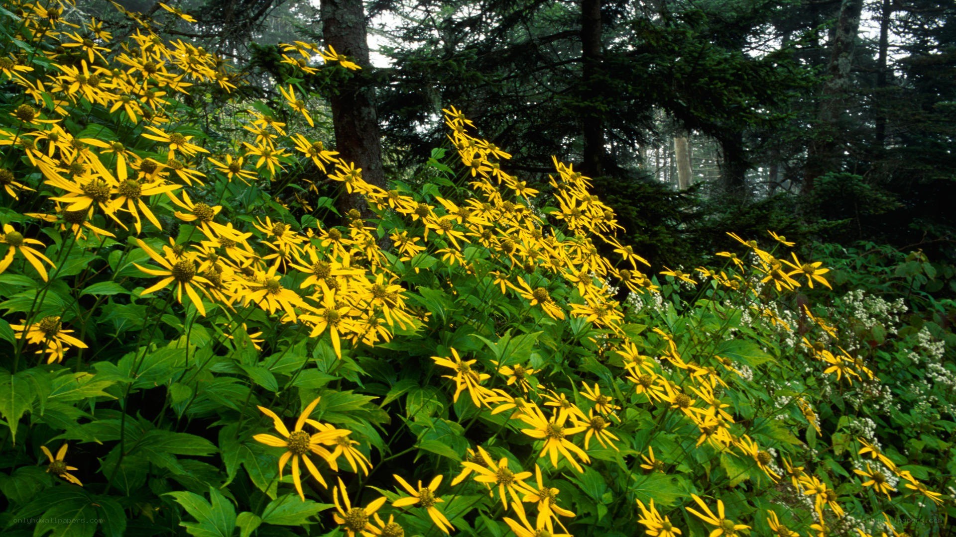 Yellow flowers in a forest