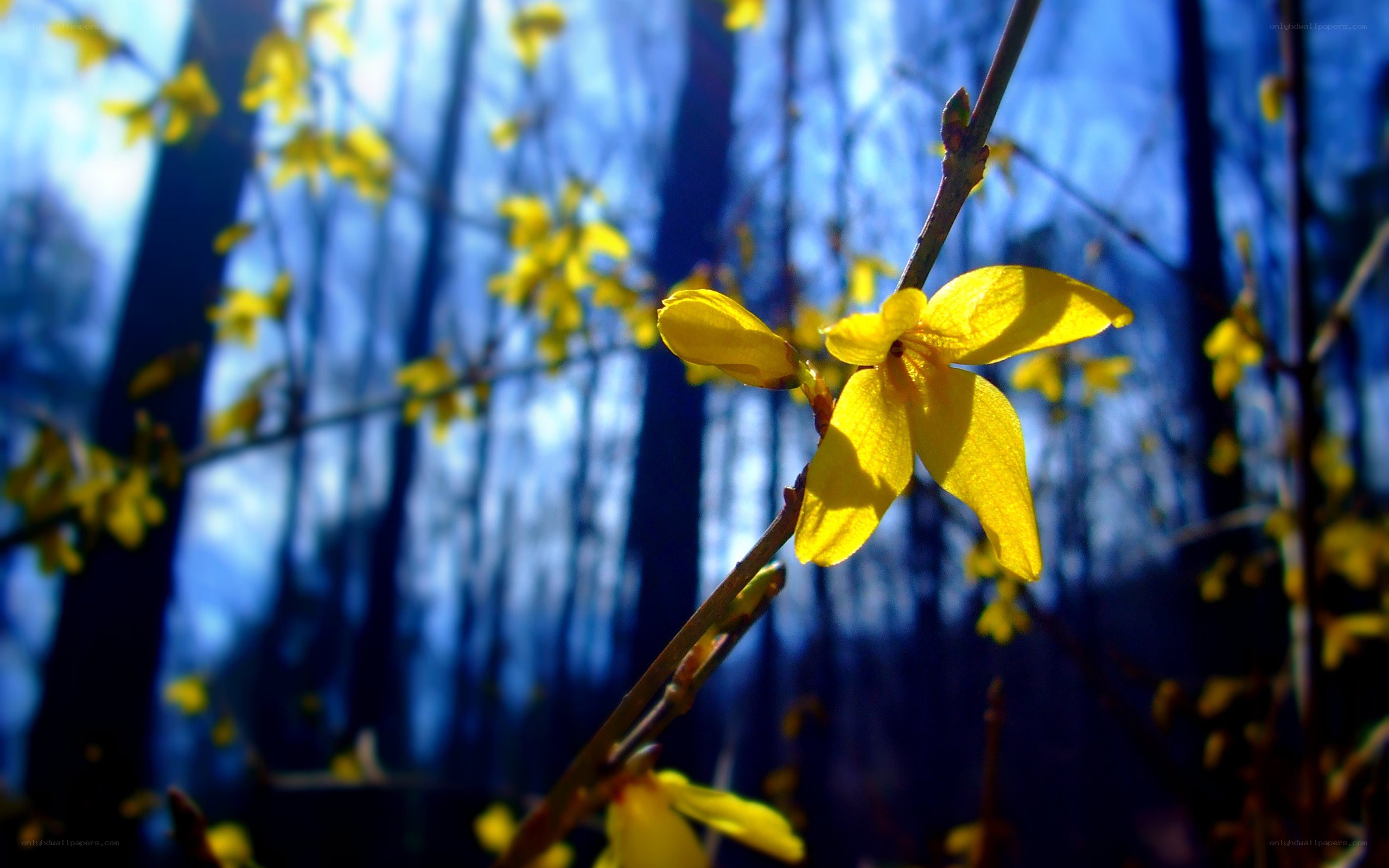 Yellow flowers in a forest