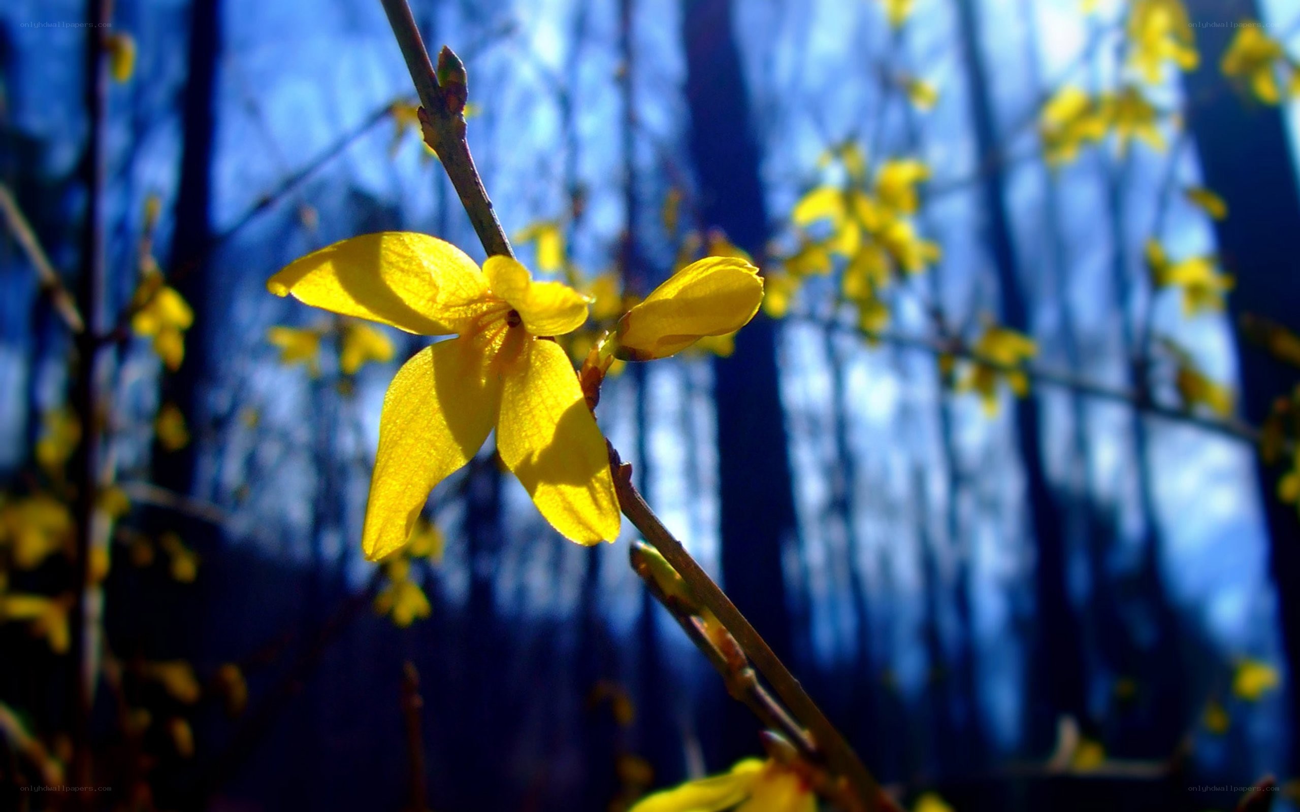 Yellow flowers in a forest