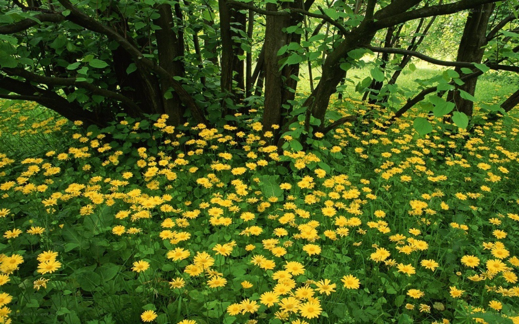 Yellow flowers in a forest