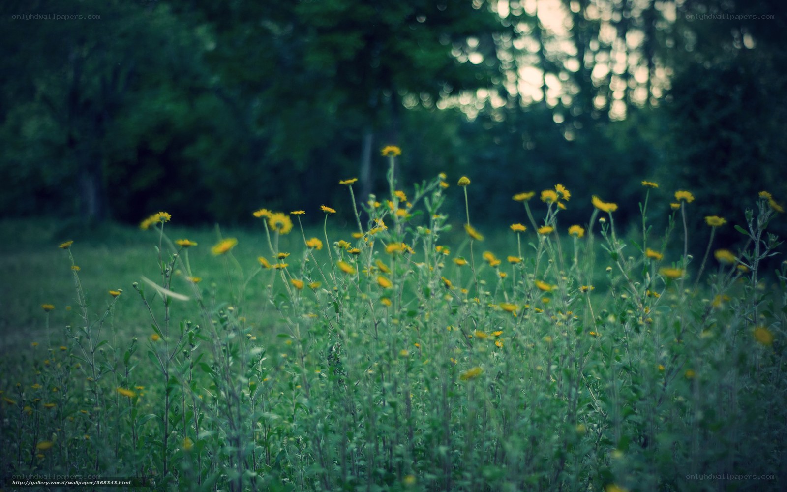 Yellow flowers in a forest clearing