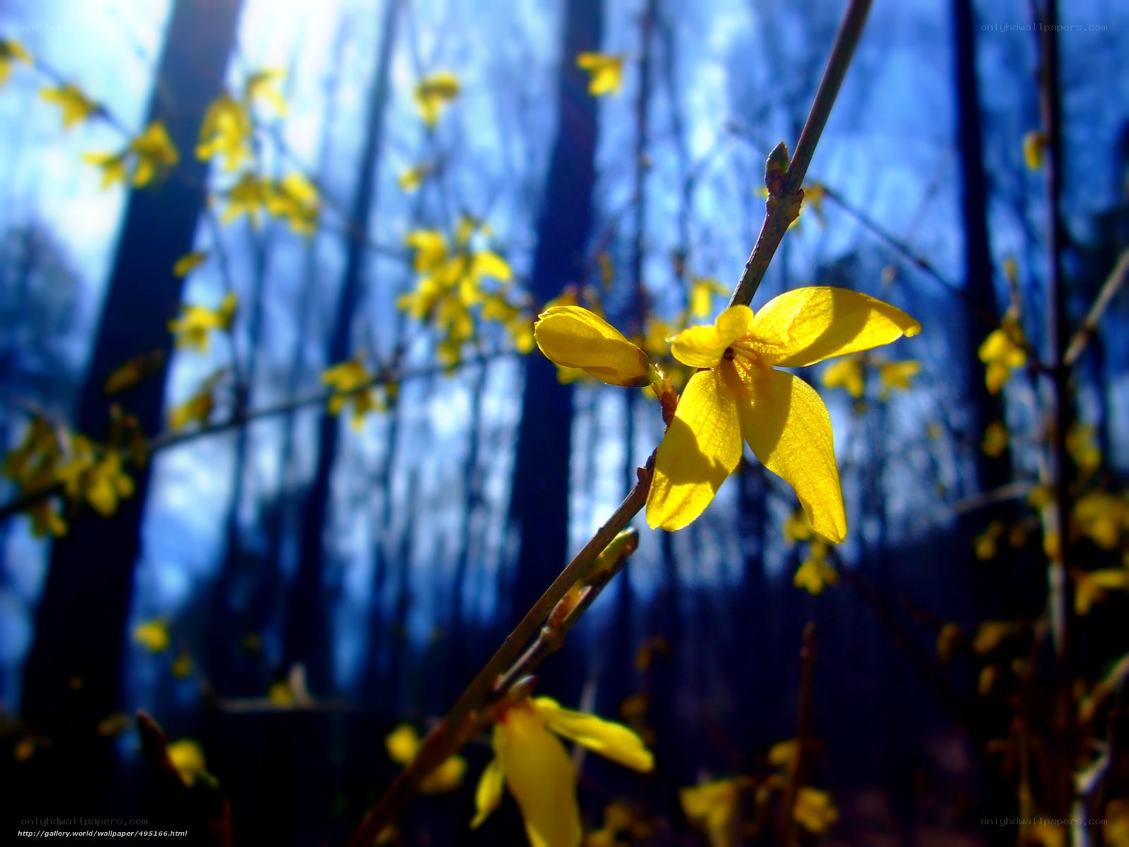 Yellow flowers in a forest