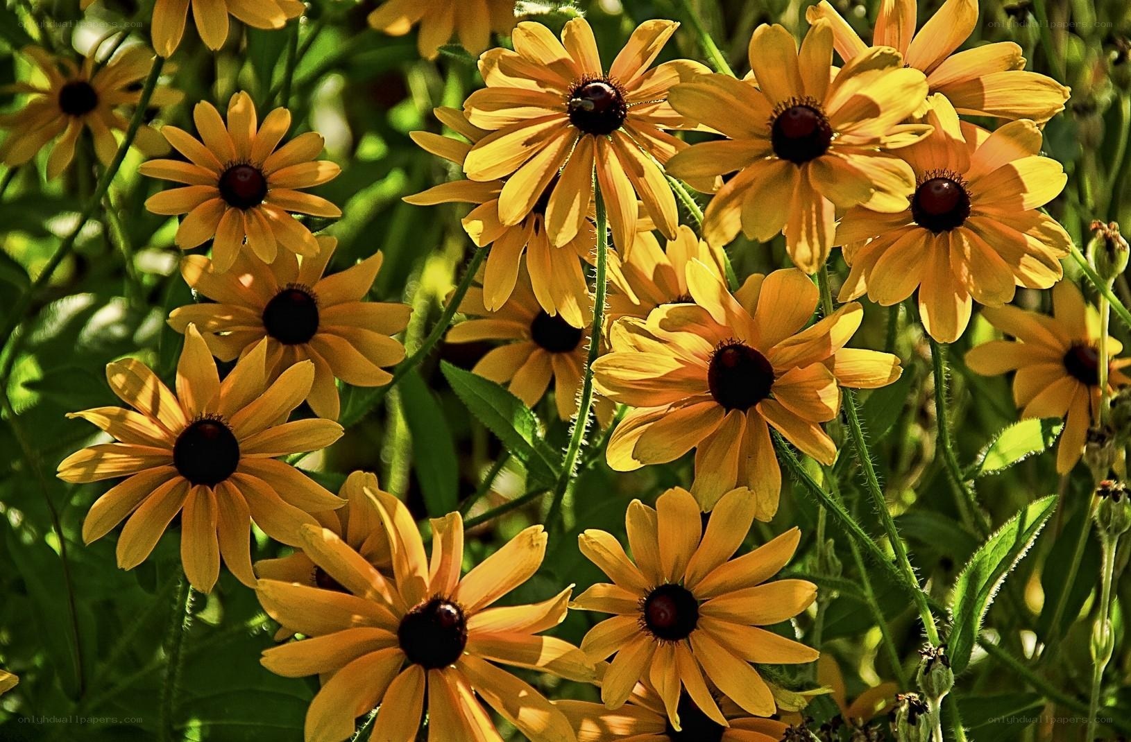 Yellow flowers in a garden
