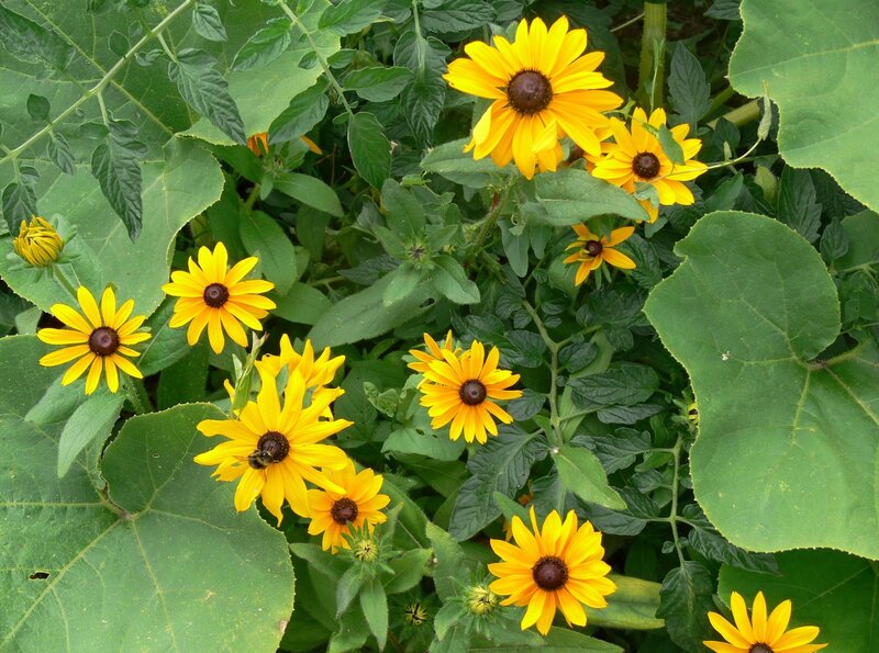 Yellow flowers in a garden