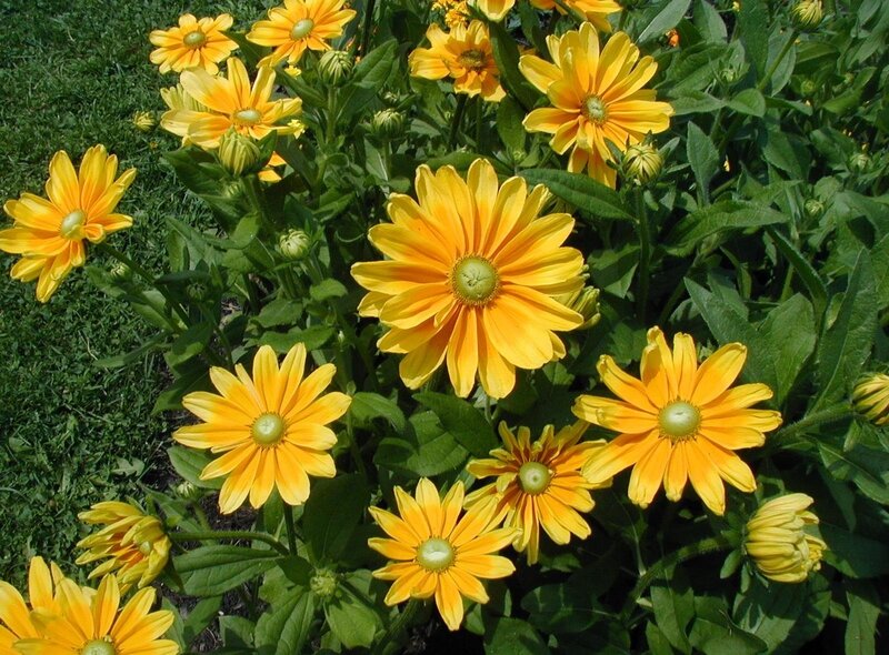 Yellow flowers in a garden