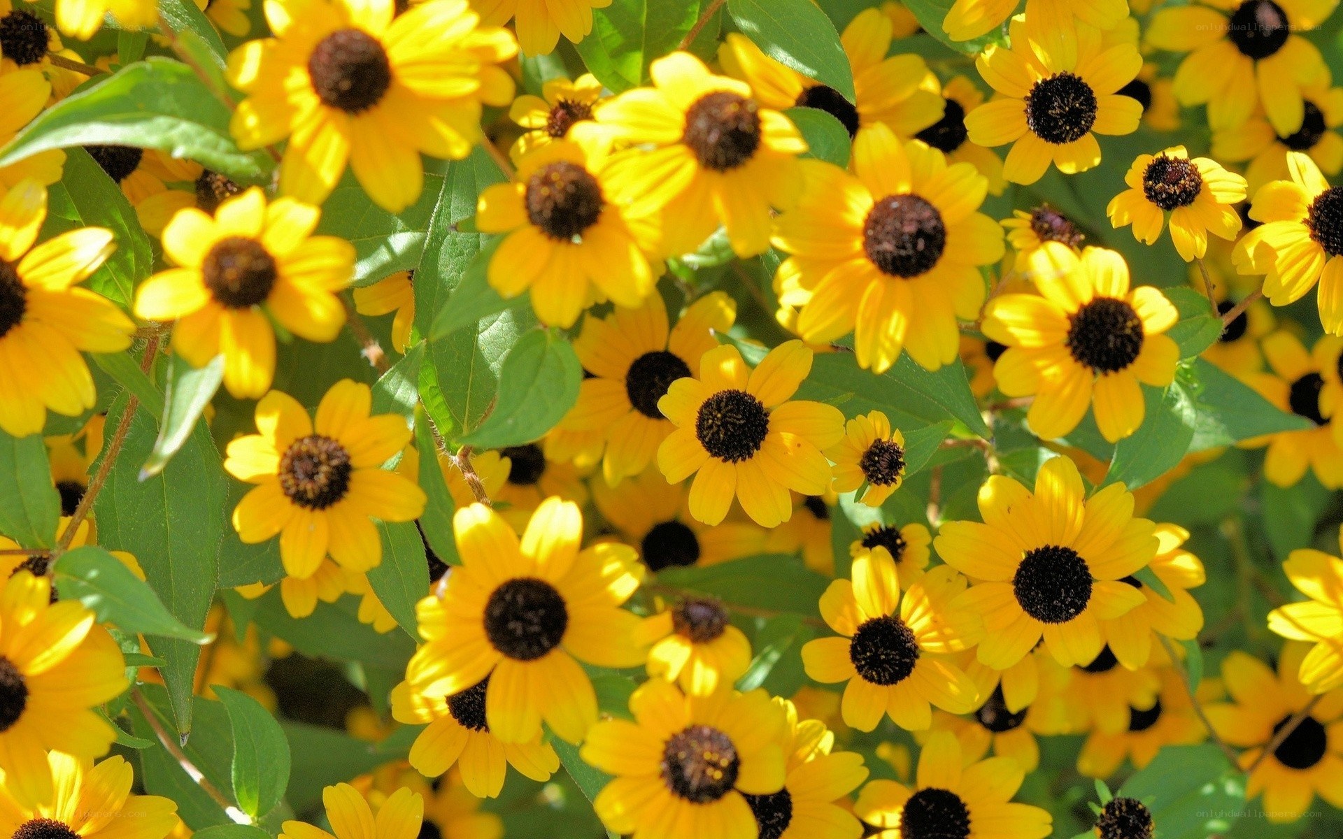Yellow flowers in a garden