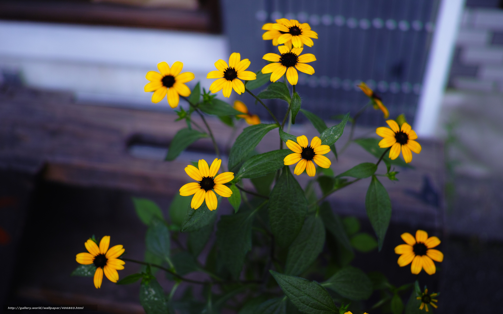 Yellow flowers in a garden