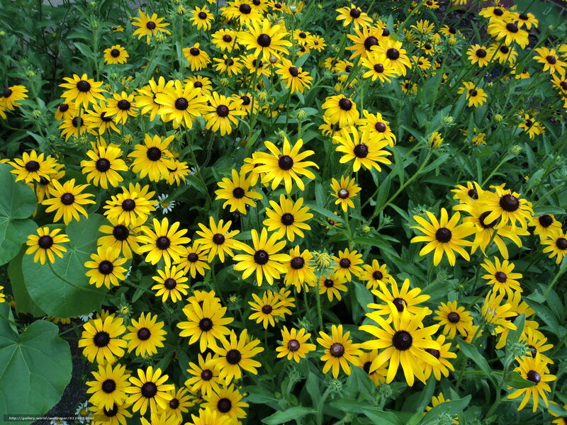 Yellow flowers in a garden
