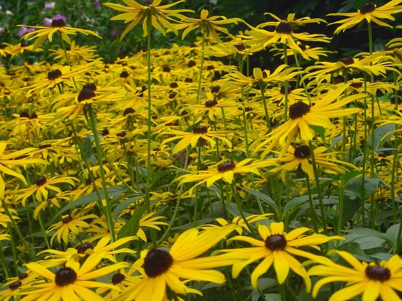 Yellow flowers in a garden