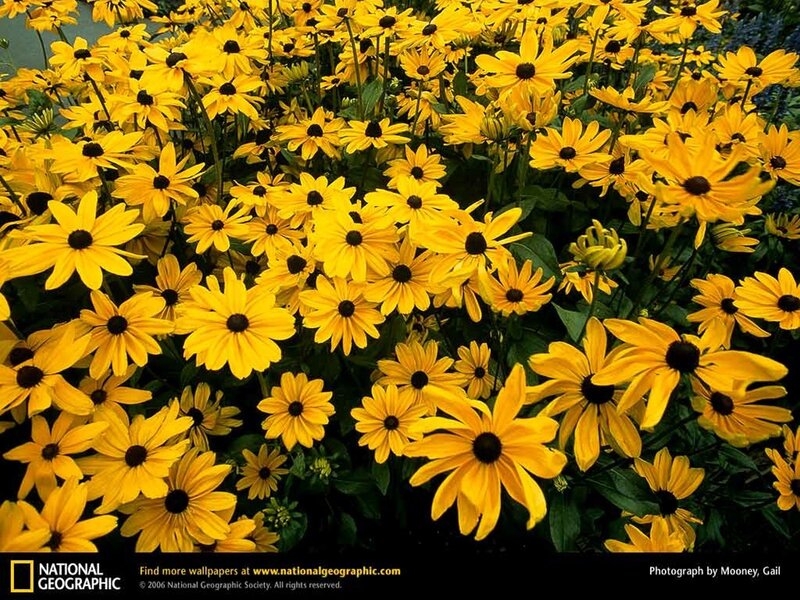 Yellow flowers in a garden