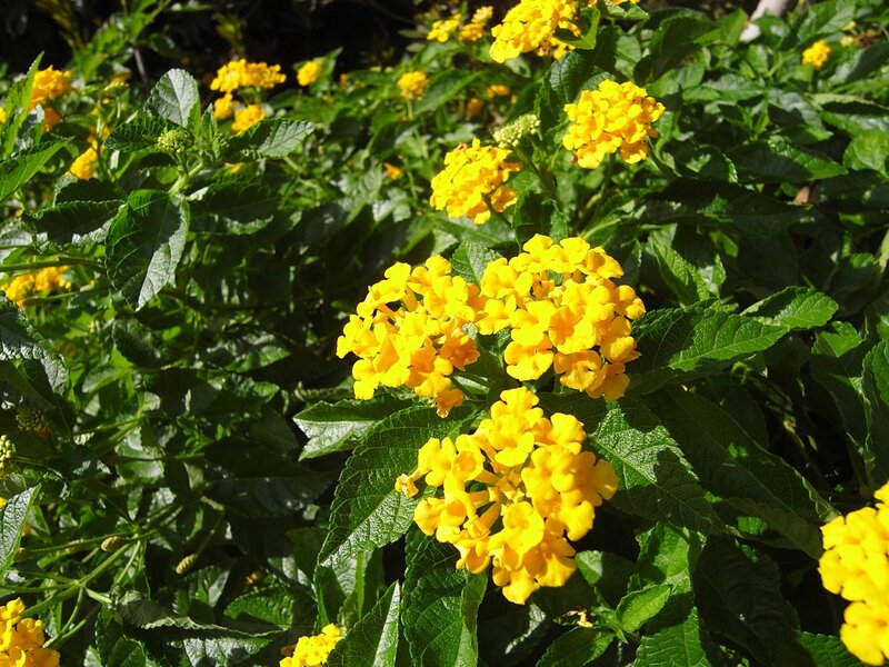 yellow flowers in a garden