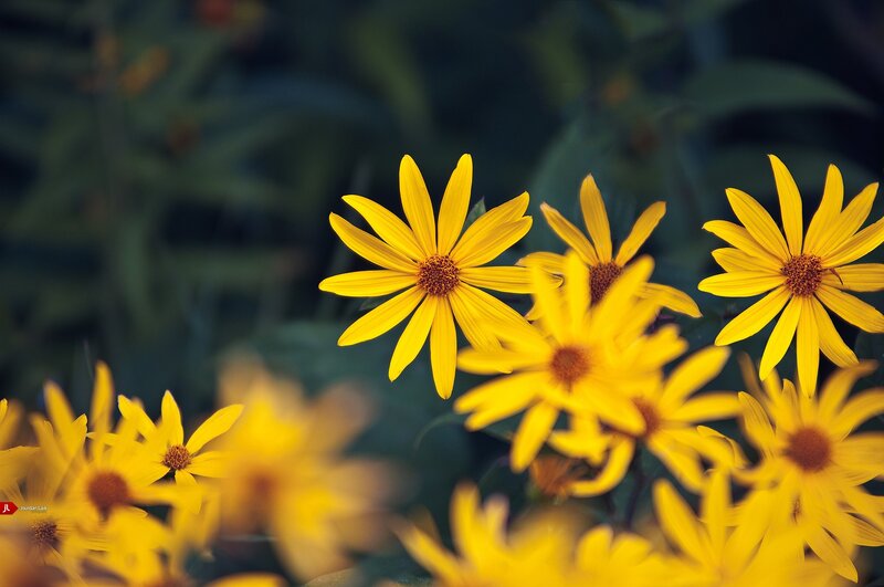 Yellow flowers in a garden
