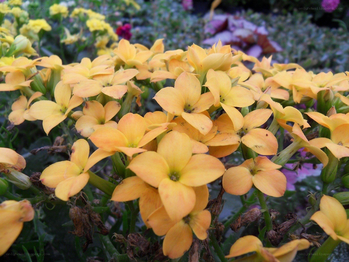 yellow flowers in a garden