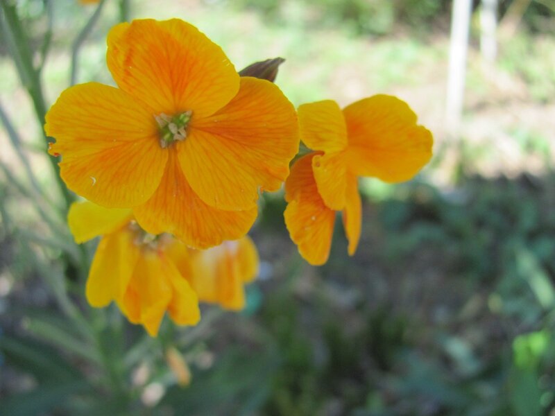 Yellow flowers in a garden