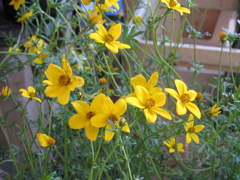 Yellow flowers in a garden