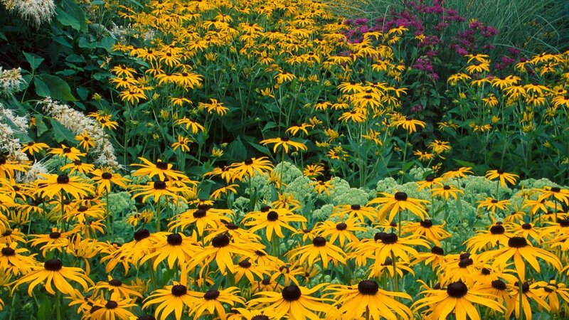 Yellow flowers in a garden