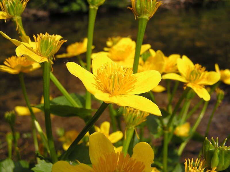 Yellow flowers in a garden