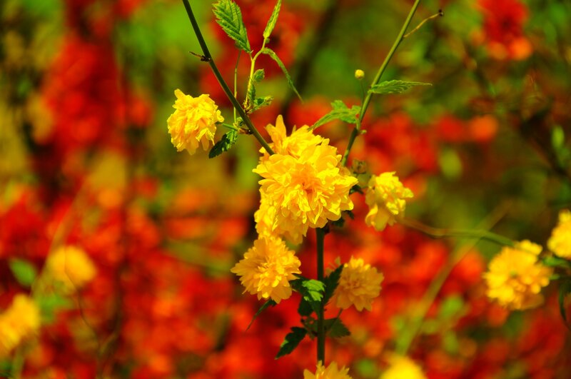 Yellow flowers in a garden