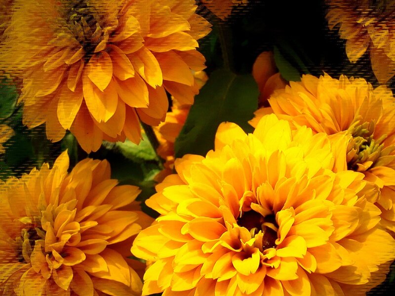 Yellow flowers in a garden