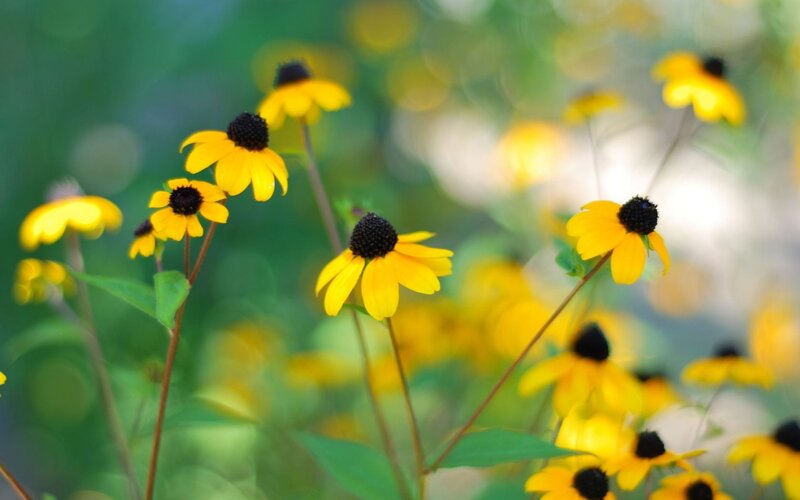 yellow flowers in a garden