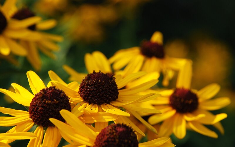 Yellow flowers in a garden