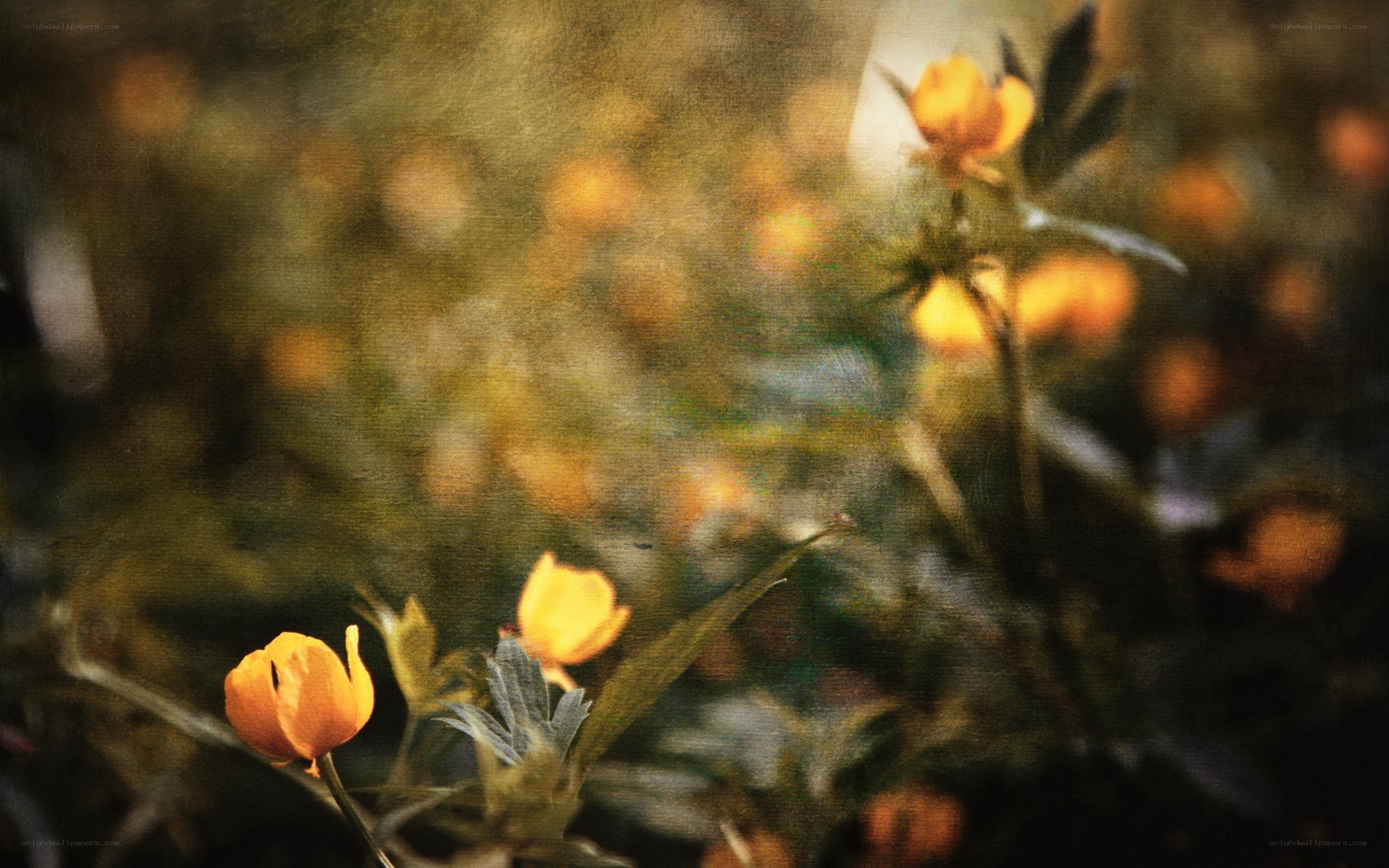 Yellow flowers in a garden