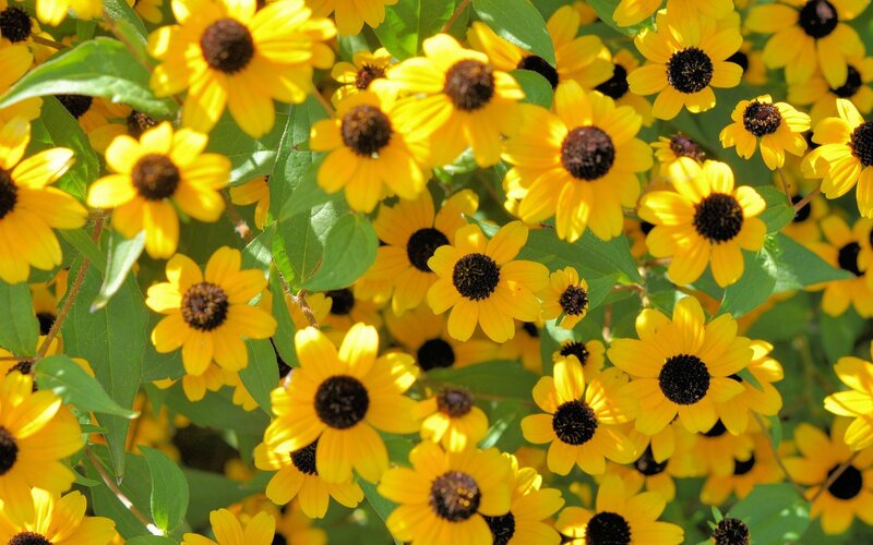 Yellow flowers in a garden