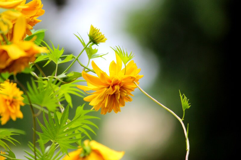 Yellow flowers in a garden