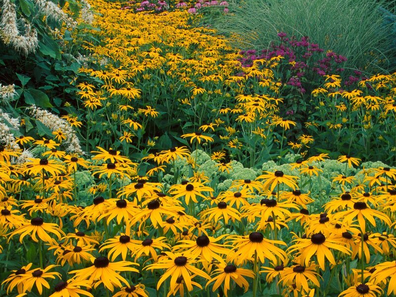 Yellow flowers in a garden