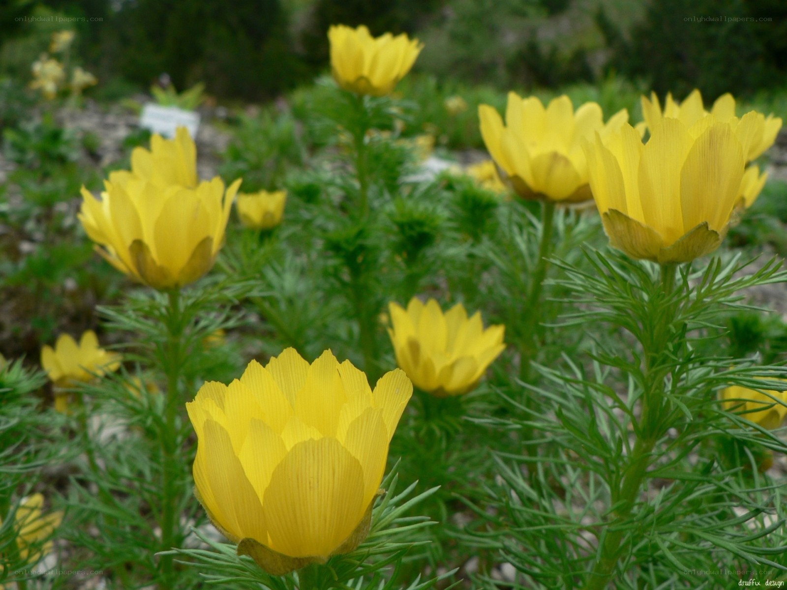 Yellow flowers in a garden