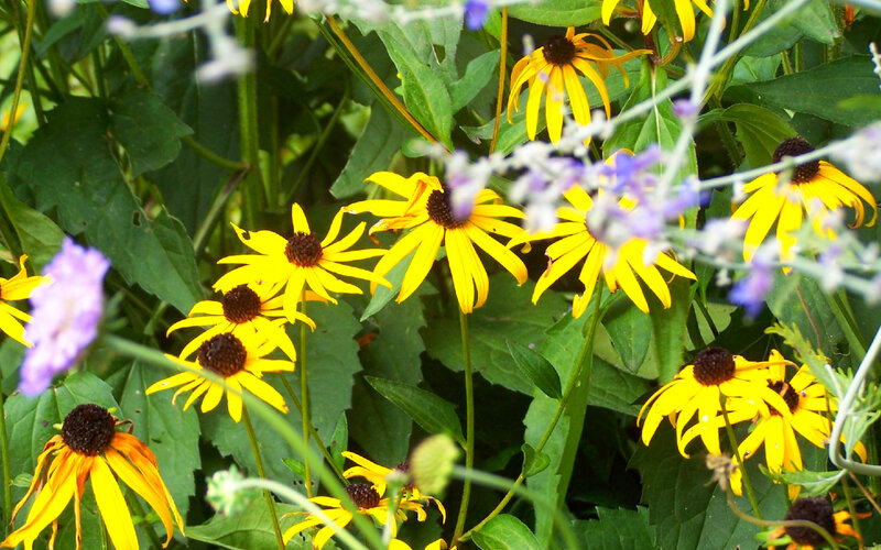 yellow flowers in a garden