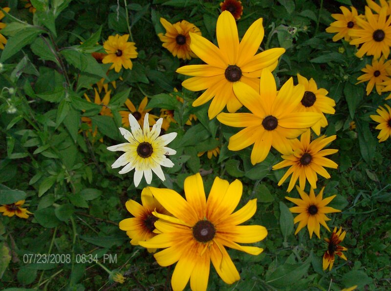 Yellow flowers in a garden